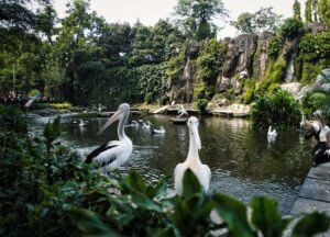 Ragunan Prediksi 120 Ribu Pengunjung selama Libur Long Weekend - Indonesia-Terkini.com