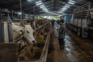 Purbaya Respons Sorotan Anggaran Rp100 Miliar untuk Sapi Kurban Pemerintah
